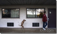 004_two_legs_dogs