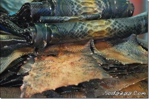 snake_10