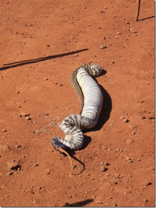 Snake-eats-lizard-08